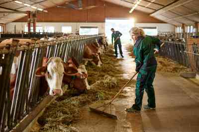 Frau mit Besen in Kuhstall - © tunedin - stock.adobe.com