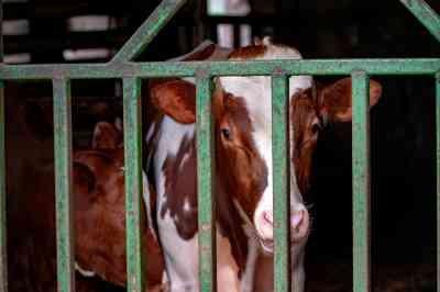 Kalb hinter Stallgitter - © Sauerlandpics - stock.adobe.com