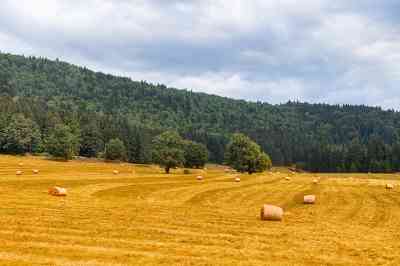 Getreidefeld mit Wald dahinter - © oliverleicher - stock.adobe.com